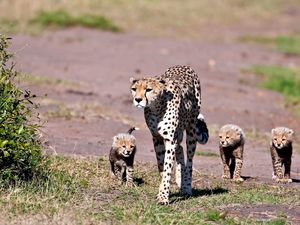 Preview wallpaper leopards, walk, family