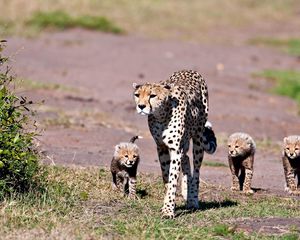 Preview wallpaper leopards, walk, family