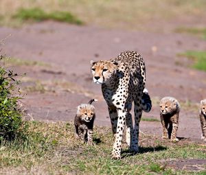 Preview wallpaper leopards, walk, family