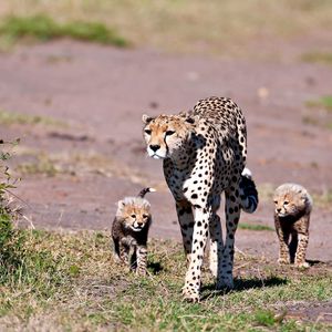 Preview wallpaper leopards, walk, family