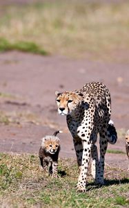 Preview wallpaper leopards, walking, young