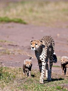 Preview wallpaper leopards, walking, young