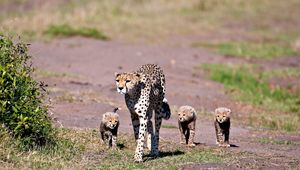 Preview wallpaper leopards, walking, young