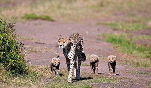 Preview wallpaper leopards, walking, young