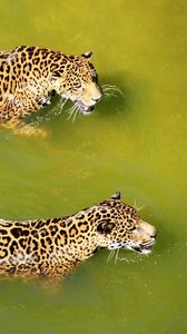 Preview wallpaper leopards, water, swim, predators, big cats