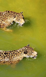 Preview wallpaper leopards, water, swim, predators, big cats