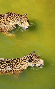 Preview wallpaper leopards, water, swim, predators, big cats