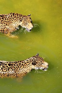 Preview wallpaper leopards, water, swim, predators, big cats