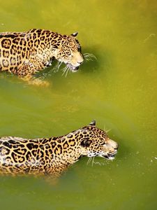 Preview wallpaper leopards, water, swim, predators, big cats