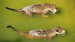 Preview wallpaper leopards, water, swim, predators, big cats