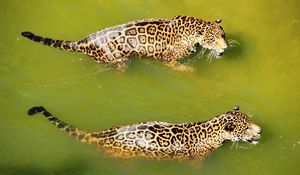 Preview wallpaper leopards, water, swim, predators, big cats