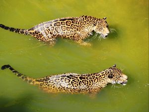 Preview wallpaper leopards, water, swim, predators, big cats