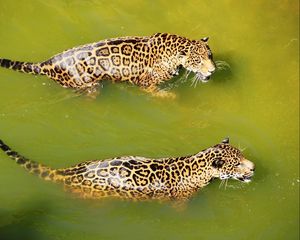 Preview wallpaper leopards, water, swim, predators, big cats