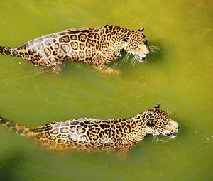 Preview wallpaper leopards, water, swim, predators, big cats