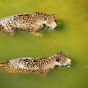 Preview wallpaper leopards, water, swim, predators, big cats