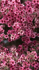 Preview wallpaper leptospermum, flowers, petals, pink, spring