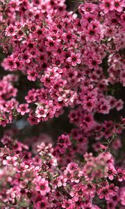 Preview wallpaper leptospermum, flowers, petals, pink, spring