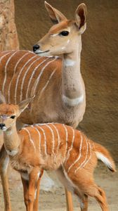 Preview wallpaper lesser kudu, walk, couple, cub