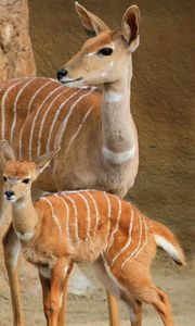 Preview wallpaper lesser kudu, walk, couple, cub