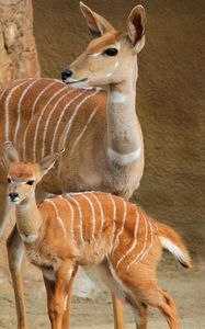 Preview wallpaper lesser kudu, walk, couple, cub
