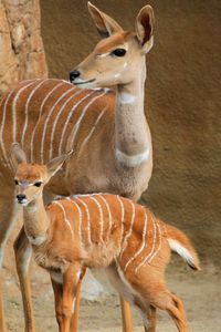 Preview wallpaper lesser kudu, walk, couple, cub