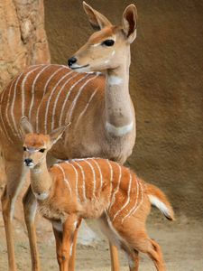 Preview wallpaper lesser kudu, walk, couple, cub