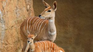 Preview wallpaper lesser kudu, walk, couple, cub
