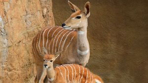 Preview wallpaper lesser kudu, walk, couple, cub