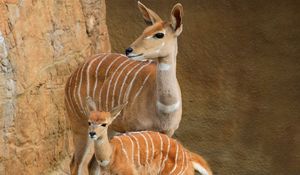 Preview wallpaper lesser kudu, walk, couple, cub