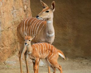 Preview wallpaper lesser kudu, walk, couple, cub