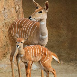 Preview wallpaper lesser kudu, walk, couple, cub