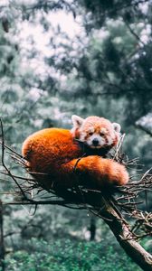 Red Panda Iphone Se 5s 5c 5 For Parallax Wallpapers Hd Desktop Backgrounds 800x14 Images And Pictures