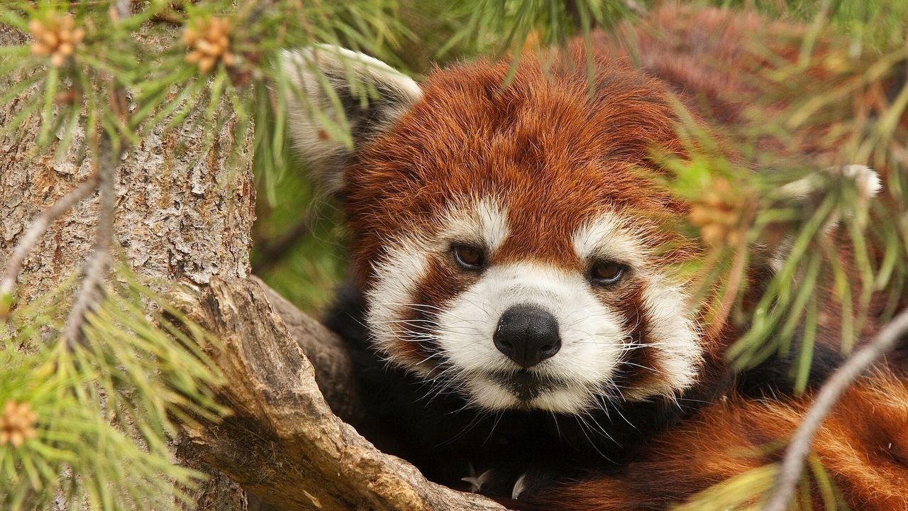 Wallpaper lesser panda, red panda, face