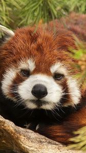 Preview wallpaper lesser panda, red panda, face