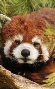 Preview wallpaper lesser panda, red panda, face