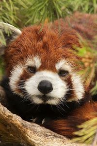 Preview wallpaper lesser panda, red panda, face