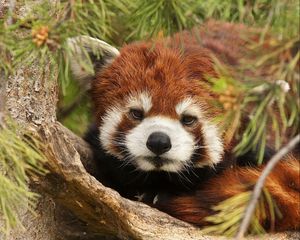 Preview wallpaper lesser panda, red panda, face