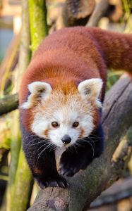 Preview wallpaper lesser panda, red panda, walk