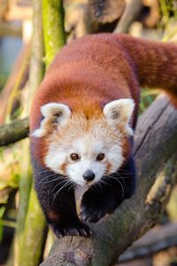 Preview wallpaper lesser panda, red panda, walk