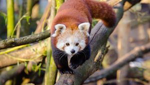 Preview wallpaper lesser panda, red panda, walk