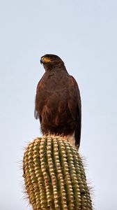 Preview wallpaper lesser spotted eagle, bird, predator, cactus