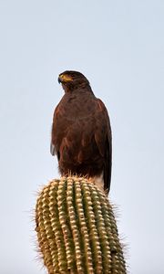 Preview wallpaper lesser spotted eagle, bird, predator, cactus