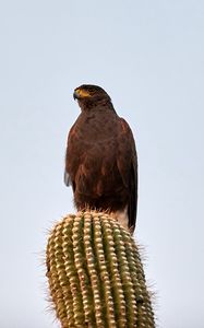 Preview wallpaper lesser spotted eagle, bird, predator, cactus