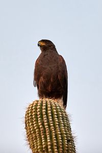 Preview wallpaper lesser spotted eagle, bird, predator, cactus