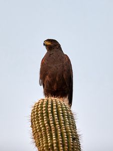 Preview wallpaper lesser spotted eagle, bird, predator, cactus