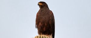 Preview wallpaper lesser spotted eagle, bird, predator, cactus