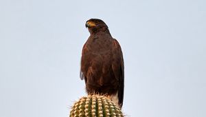 Preview wallpaper lesser spotted eagle, bird, predator, cactus