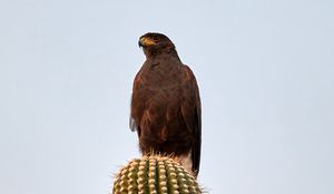 Preview wallpaper lesser spotted eagle, bird, predator, cactus