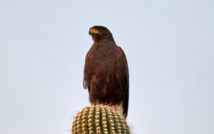 Preview wallpaper lesser spotted eagle, bird, predator, cactus