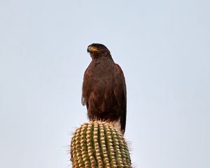 Preview wallpaper lesser spotted eagle, bird, predator, cactus